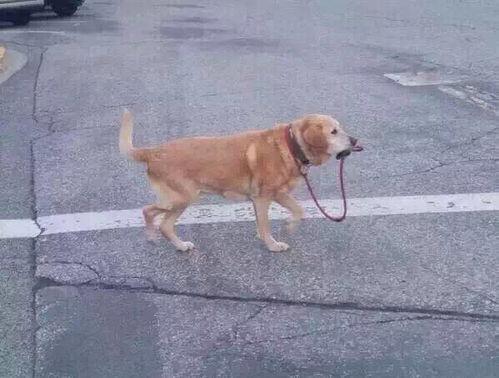 婚礼发癫后奶狗总裁追着我宠,奶狗总裁的甜蜜追逐与宠爱